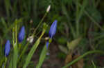 Prairie pleatleaf